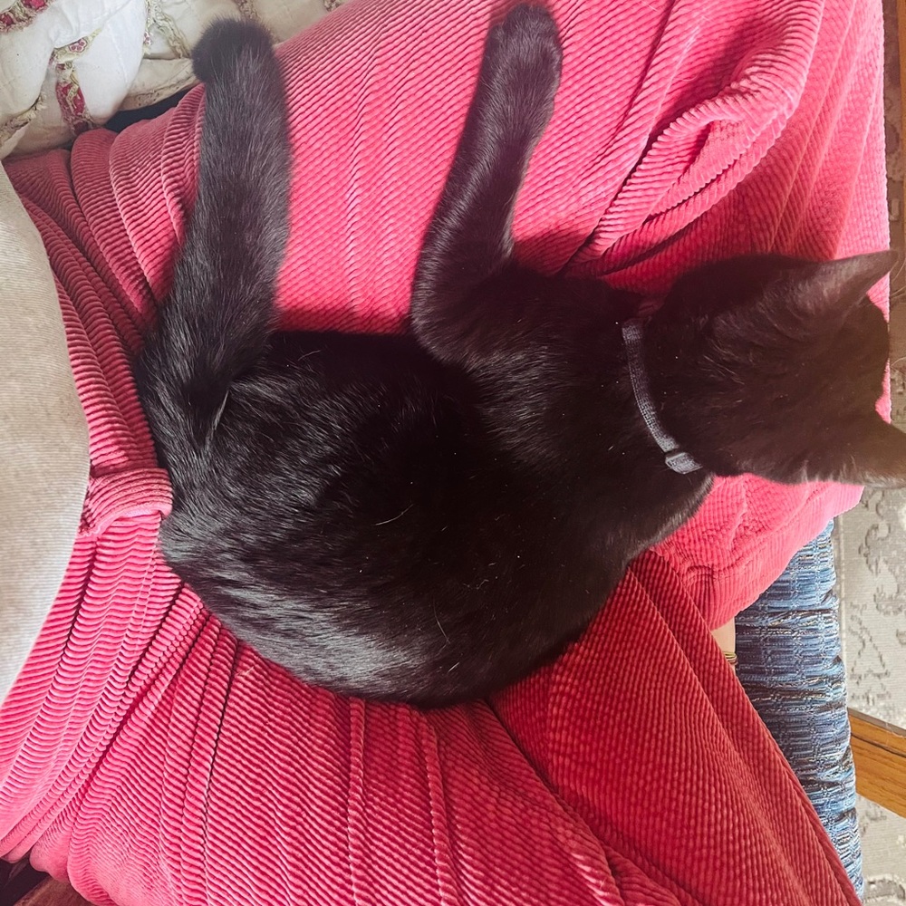 Meet your Posher, Molly